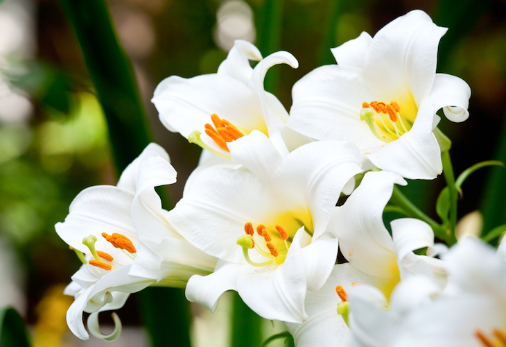 is white lily good for skin care